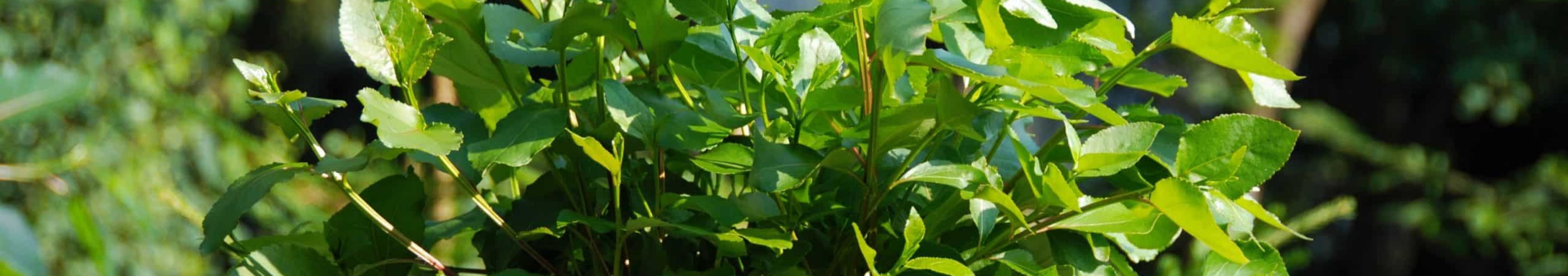 Selbstregularion Pause Ruhe Neuaufbau Hypnose Regensburg